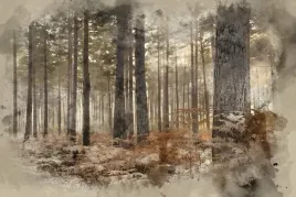 fototapety-las-we-mgle-drzewa-widok-paprotki