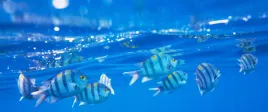 fototapeta-zwierzeta-natura-morze-rybki-ocean