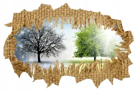 naklejka-samoprzylepna-3d-dziura-drzewa-natura