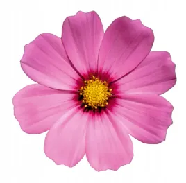 naklejka-samoprzylepna-storczyki-roze-duzo-wzorow