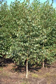 brzoza-brodawkowata-sadzonki-100-150-cm