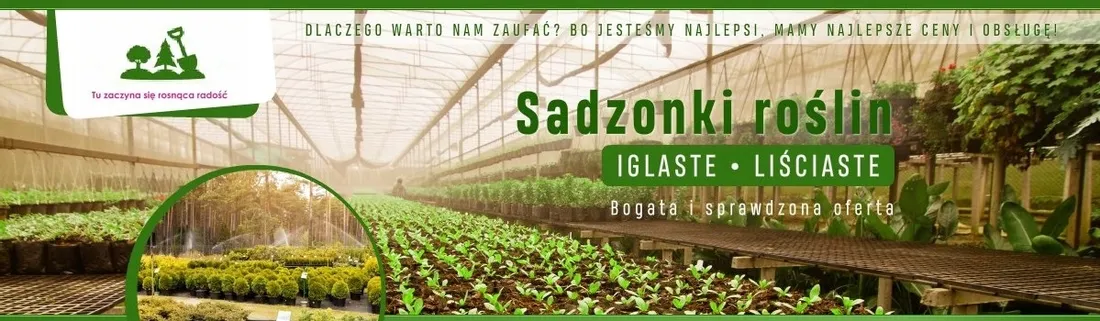 brzoza-brodawkowata-sadzonki-100-150-cm