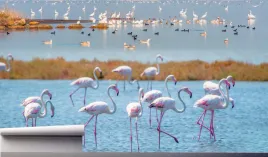 fototapeta-flemingi-laguna-jezioro-390x280