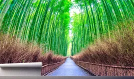 fototapeta-droga-bambusoway-las-w-japonii-390x280