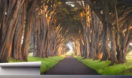 fototapeta-lesny-tunel-drzewny-droga-polna-390x280