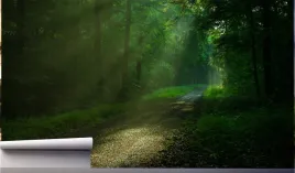 fototapeta-lesna-droga-las-drzewa-tunel-3d-370x250