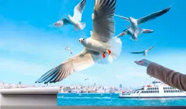 fototapeta-latajace-mewy-widok-nad-oceanem-390x280
