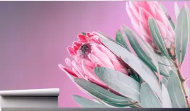 fototapeta-kwitnacy-kwiat-protea-tulipan-370x250