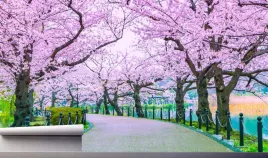 fototapeta-sciezka-wisniowe-drzewa-park-390x280