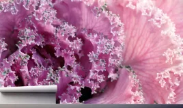 fototapeta-purpurowe-kwiaty-na-wymiar-370x250