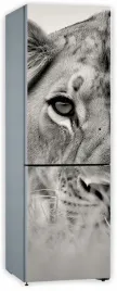 naklejka-samoprzylepna-okleina-fototapeta-na-lodowke-bialo-czarny-lew
