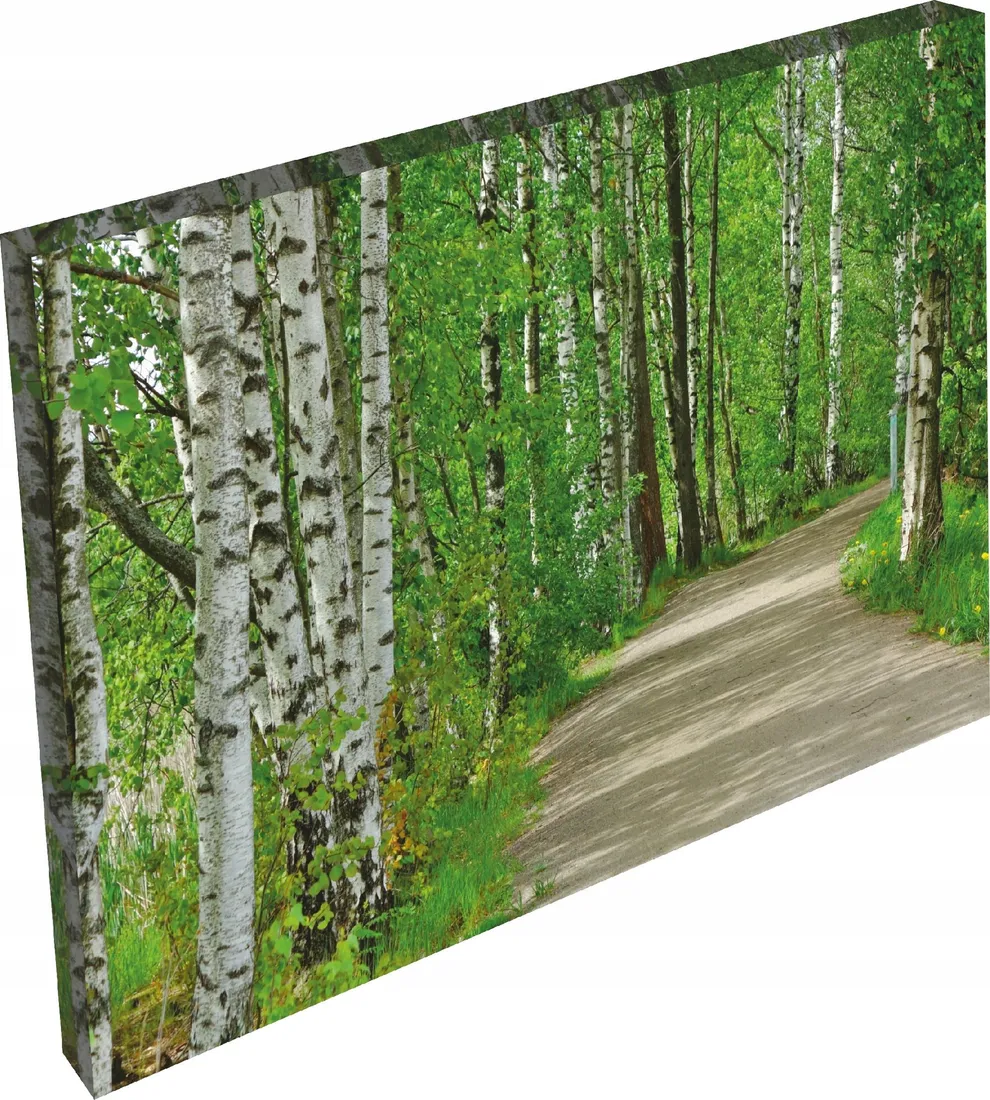 obraz-na-plotnie-widok-las-drzewa-brzozy-120x80