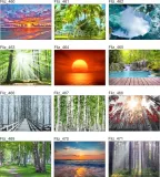 obraz-na-plotnie-widok-las-drzewa-brzozy-120x80-stan-nowy