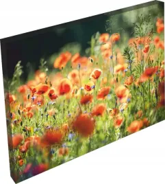 obraz-na-plotnie-kwiaty-lakowe-polana-120x80