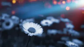 fototapety-rosliny-kwiaty-we-mgle-widok-380x256