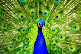 fototapeta-paw-natura-pawie-piora-380x256