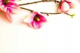 fototapetakwiat-magnolia-wystroj