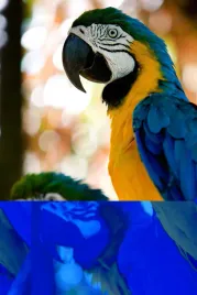 fototapeta-zwierzeta-papugi-natura-wymiar-380x256