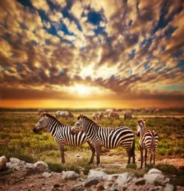 fototapeta-zwierzeta-natura-zebry-zachod-380x256