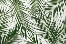 fototapeta-widok-liscie-paproci-monstera-380x256