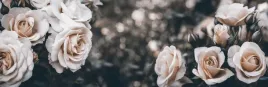 fototapeta-widok-kwiaty-roze-395x280