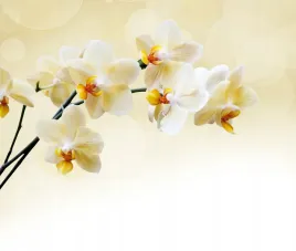 fototapeta-storczyki-biale-ecru-salon