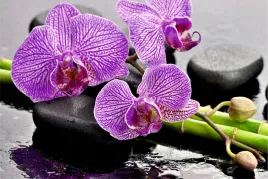 fototapeta-storczyk-na-kamieniach-kuchnia-salon