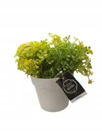 sztuczna-roslinka-w-donicze-campanula-pa3228