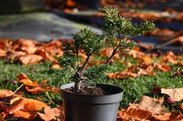 jalowiec-chinski-shimpaku-juniperus-chinensis-0039