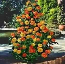 roza-pnaca-odporna-na-mroz-herbaciana-sadzonki-20-30-cm