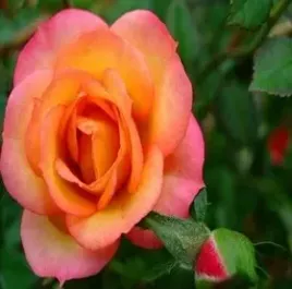 roza-wielkokwiatowa-herbaciano-rozowa-sadzonki-20-30-cm