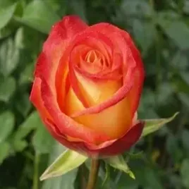 roza-wielkokwiatowa-herbaciano-zolta-sadzonki-20-30-cm
