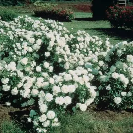 roza-okrywowa-biala-sadzonki-20-30-cm