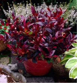 kiscien-scarletta-zeblid-zimozielone-sadzonki-10-20-cm