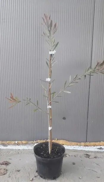kuflik-sadzonki-10-15-cm-nazwa-lacinska-inna