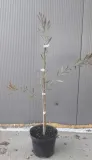 kuflik-sadzonki-10-15-cm-nazwa-lacinska-inna