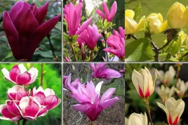 magnolia-pakiet-6-sadzonek-odporne-na-mroz-sadzonki-10-15-cm