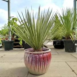 yucca-juka-palma-duza-roslina-z-polskiej-produkcji-80-100-cm