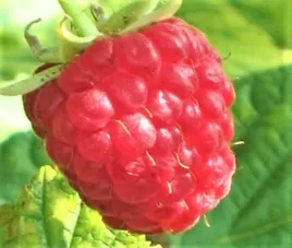 malina-wczesna-czerwone-duze-owoce-sadzonki-30-50-cm