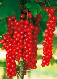 porzeczka-czerwona-bomba-witaminowa-sadzonki-50-70-cm
