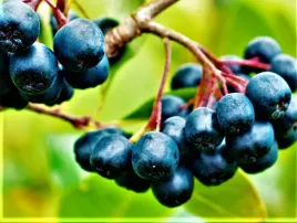 aronia-czarna-krzaczasta-obficie-owocuje-sadzonki-50-60-cm