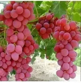 winogron-czerwony-szczepiony-odporny-na-mroz-sadzonki-5-10-cm