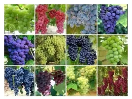 winogron-szczepiony-pakiet-12-kolorow-mroz-30c-sadzonki-20-40-cm