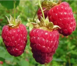 malina-pozna-czerwone-duze-owoce-sadzonki-30-50-cm