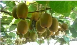 kiwi-samopylne-duze-sadzonki-odporna-na-mroz-sadzonki-10-15-cm