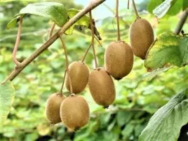 kiwi-samopylne-duze-sadzonki-odporna-na-mroz-sadzonki-80-120-cm