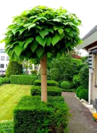 catalpa-katalpa-na-pniu-kulista-szczepiona-sadzonki-170-190-cm