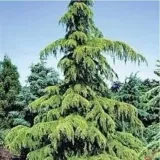 cedr-himalajski-sadzonki-40-60-cm