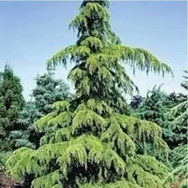 cedr-himalajski-sadzonki-40-60-cm