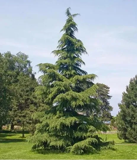 cedr-himalajski-sadzonki-40-60-cm-nazwa-lacinska-inna